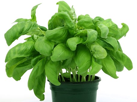 Bazalka čerstvá květináček 1ks