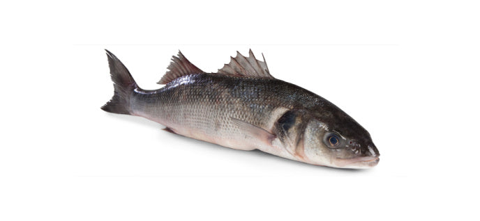 Vlk mořský chlazený cca 550 g