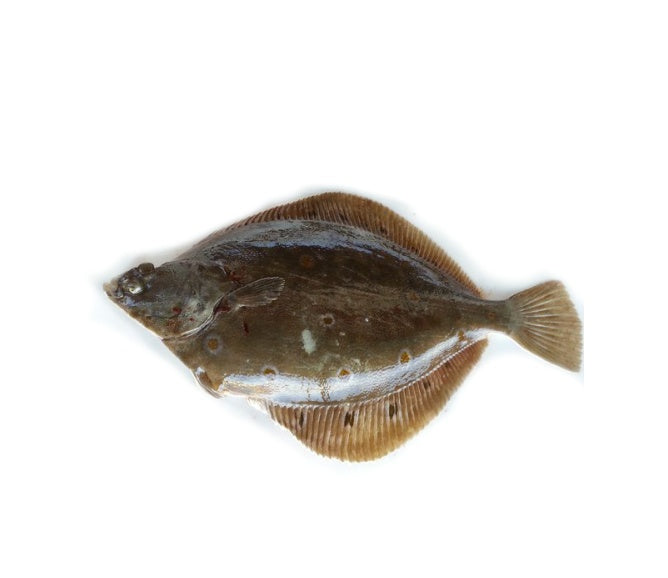 Platýs chlazený 450g-520g