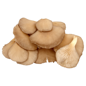 Hlíva ústřičná 300g