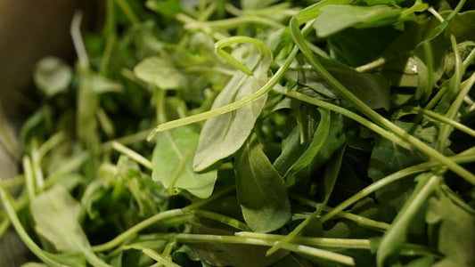 Rukola balená 0,5 kg