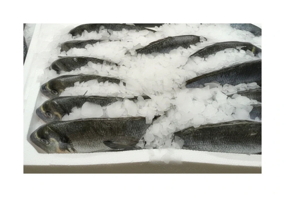 Pražma Královská chlazená cca 500 g